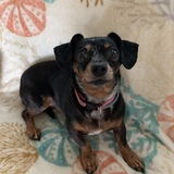 Entry image for Bella