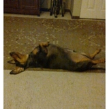 Entry image for Ziggy 