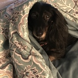 Entry image for Tali