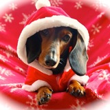 Entry image for Tootsie