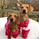 Entry image for Harley and Lacey