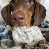 Entry image for Weiland