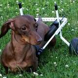 Entry image for Gracie