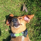 Entry image for Meyer