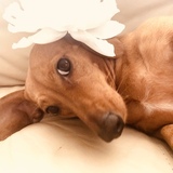 Entry image for Greta 