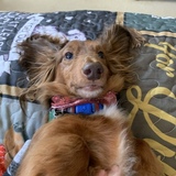 Entry image for Bernard 