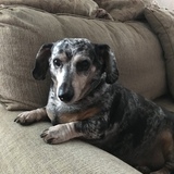 Entry image for Nellie