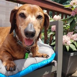 Entry image for Toby