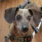 Entry image for Oskie