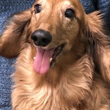 Entry image for Molly