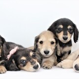 Entry image for Cream Dachshund Puppies