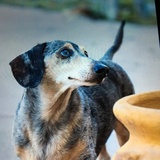 Entry image for Jasper