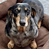 Entry image for Beannie