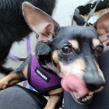 Entry image for Rosie