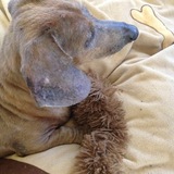 Entry image for Adam