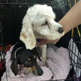 Entry image for Katie the Cocker Spaniel