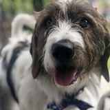 Entry image for Munchkin 