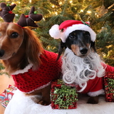 Entry image for Biscuit and Mooney