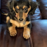 Entry image for Lexi Pearl