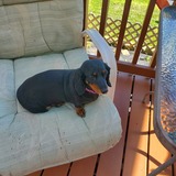 Entry image for Peanut