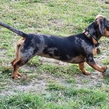 Entry image for Daphnie