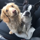 Entry image for Phoebe and Frankie