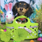 Entry image for Diva