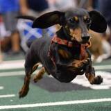 Entry image for Taffy