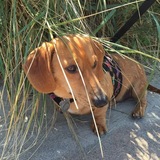 Entry image for Meyer