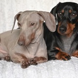 Entry image for Frank and Kylo