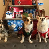 Entry image for Missy