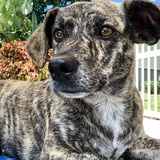 Entry image for Toby