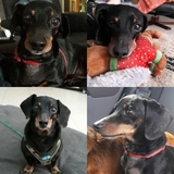 Entry image for TANQ aka Tankenstein