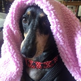 Entry image for Fancy 