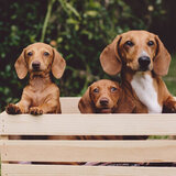 Entry image for Sadie, Bella & Remmy