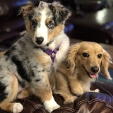 Entry image for Liza lu and Gypsy Rose