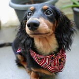 Entry image for Ripley