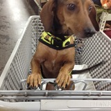 Entry image for Pumpkin