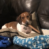 Entry image for Bodi