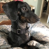 Entry image for Low Rider