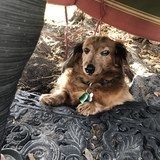 Entry image for Chopper