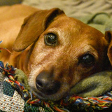 Entry image for Victor