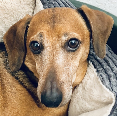 Entry image for Buddy Boy. Clicking this image will show a larger photo