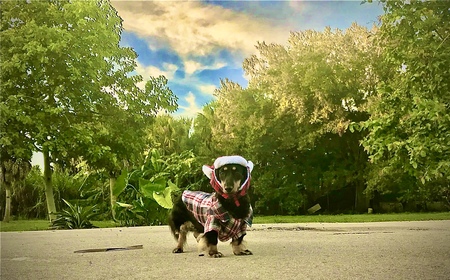 Entry image for JJ L Otter . Clicking this image will show a larger photo