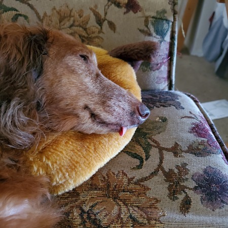 Entry image for Penny. Clicking this image will show a larger photo