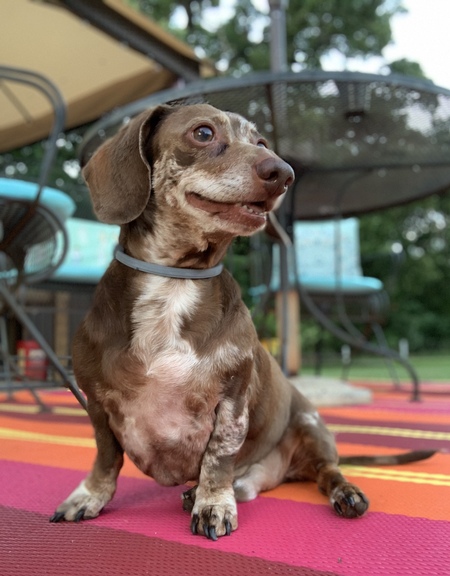 Entry image for Shiner. Clicking this image will show a larger photo