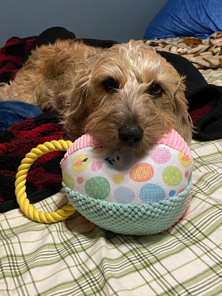 Entry image for Otis. Clicking this image will show a larger photo