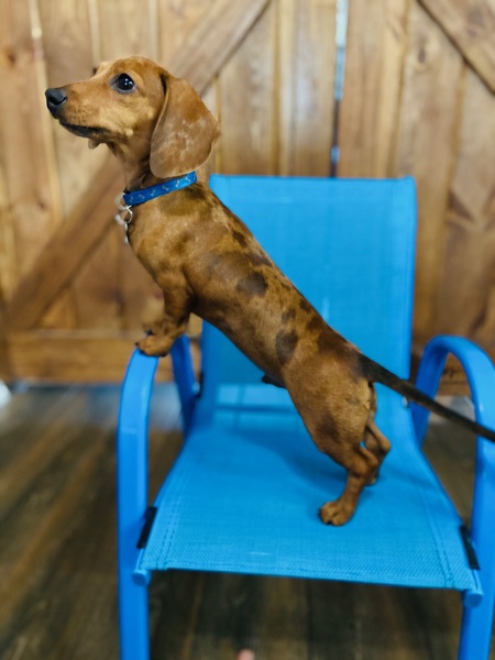 Entry image for Milo . Clicking this image will show a larger photo