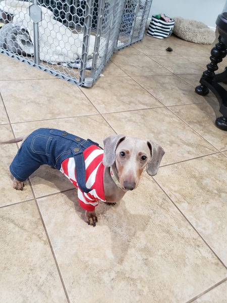 Entry image for Stormy . Clicking this image will show a larger photo