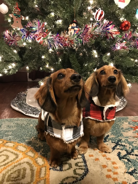 Entry image for Dopey & Moose. Clicking this image will show a larger photo